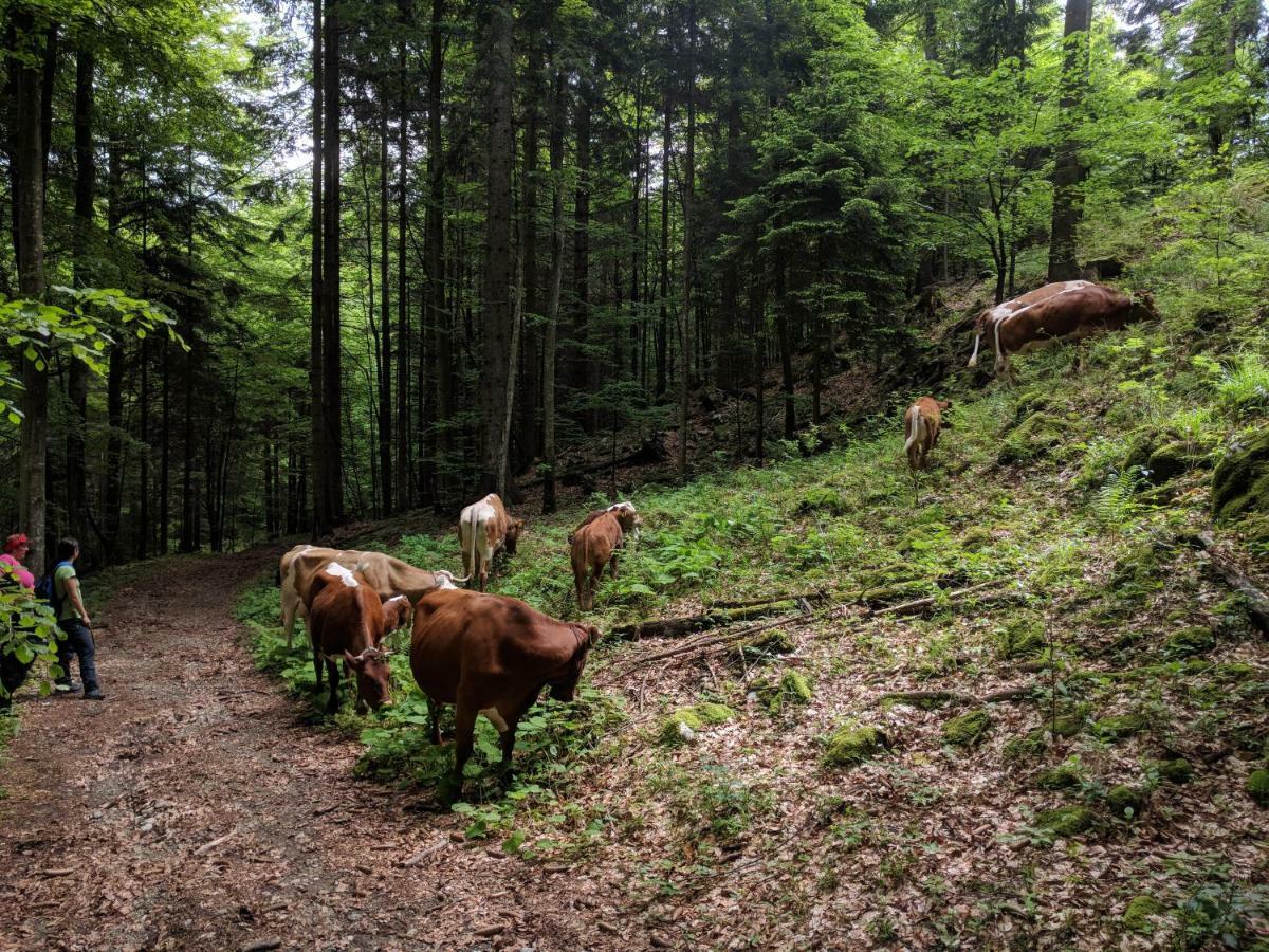 Puzman Farm Glamping Villa Radovljica Exteriör bild